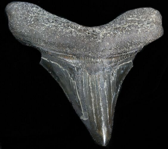 Serrated, Juvenile Megalodon Tooth - South Carolina #49996
